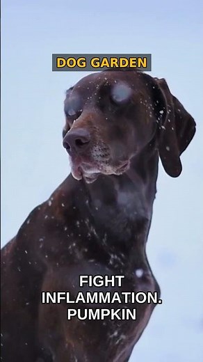 Foods That Help Relieve Dog Arthritis Pain | Top Picks!