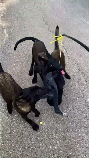 Belgian Malinois Training