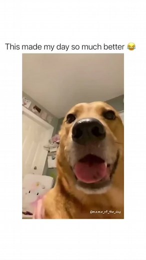memes on Instagram: "The dog is going crazy"