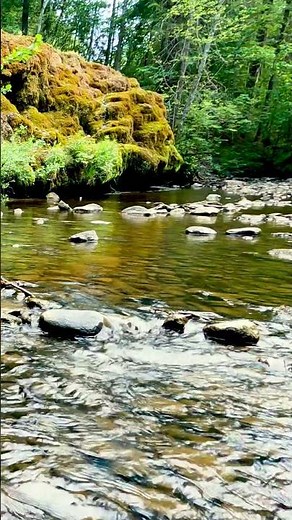 Musique relax, Chant des oiseaux, Bruit de l'eau de rivière qui coule, Méditation Relaxation, Dormir