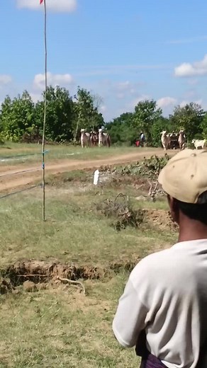 Oxen Pulling Cart in Beautiful Rural Setting