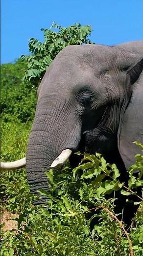 elephant 4k #trendingshorts #wildlife
