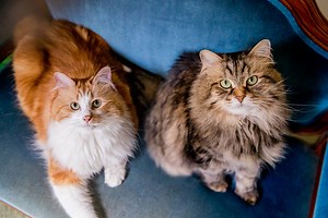 11 reactions | "Beau and Vex are my heart. The two of them bring a smile to my face no matter how my day has been. They are my happiness " ~ Amanda . . . . . . . . . . . . . . . . . . . . . . . . . . . . . . . . . . . . . . THE FURRY DETAILS: Beau is 7 and a half, a male Siberian Forest cat Vex is 3 and a male rescue domestic long hair | Ragamuffin Pet Photography | Facebook