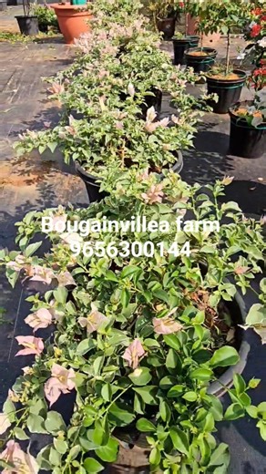 9656300144 sakura belacan 🥰🎉😍#bougainvillea #garden #flowers #viral #reels @Abhisoumy_abhi