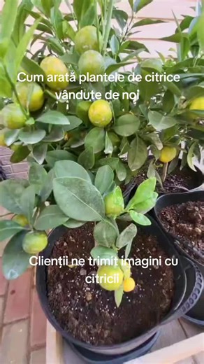 Clienții ne trimit imagini cu citricii la ghiveci cumpărați de la noi #citricilaghiveci #citruslimon #lamai #volutina ##calamondin