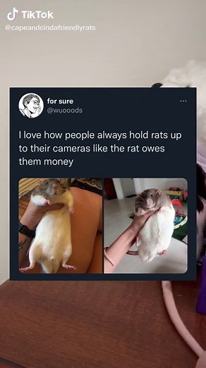 Funny TikTok Compilation of Cute Rats Doing Comedy Skits