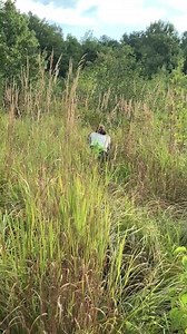 Sam the blue tick beagle has been rescued, have your tissues ready! Our team member Jen met with the Sams family last evening to set up a feeding station, One of the luring products we use Is called Liquid smoke. Liquid smoke smells like a giant BBQ without a grill. Once she hung the rags of liquid smoke Sam must of smelled the food and started howling. The sound of him howling alerted his family that he was in the swamp. You have to love the Beagle howl. His dad last evening trekked into the sw