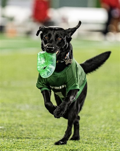 Celebrating this season’s Kickoff K9s