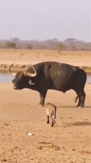 RAW Footage: Wild Bull Launches Leopard 50 Meters in Extreme Fight!”
