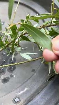 How to make willow water from fruit tree cuttings, flower plants, and trees (GMK, JP Shark)