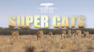 184 reactions · 32 shares | Are you fascinated by animals, like lions + pangolins? Sign up for Nine Network emails to stay in the know about new episodes of PBS Nature to learn about the conservation efforts of these remarkable animals and so much more. | Nine PBS | Facebook