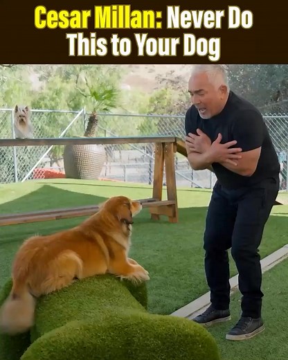 535 reactions · 47 shares | Cesar Millan – the world’s foremost Dog Behaviorist – shares simple, everyday foods that can do wonders for your pet. If you want to feed your dog like you’d feed your family, here’s where to start: Watch below or click the link to get Cesar’s #1 key to a healthy dog. See for yourself!  rebrand.ly/MRTYCM | Cesar Millan | Facebook