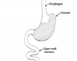 Stomach Differences in Animals