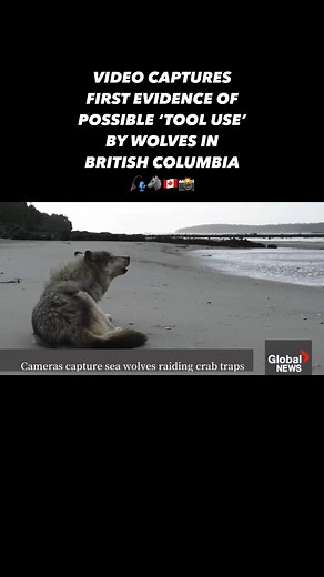 Researchers have captured video footage of wild wolves in British Columbia pulling crab traps out of the sea by their lines to eat the bait inside, in the first evidence of possible tool use by the animals. •••••••••••••••••• #canada #wolftooluse #wolf #seawolf #wolves #hunting #planetoftheapes #scifi #animals #zoo #fishing #hunter #canada #breakingnews #canadian #ontario #canadiannews #britishcolumbia #vancouver #alberta #canadainformed #news #novascotia #atlanticcanada #madeincanada | Canada I