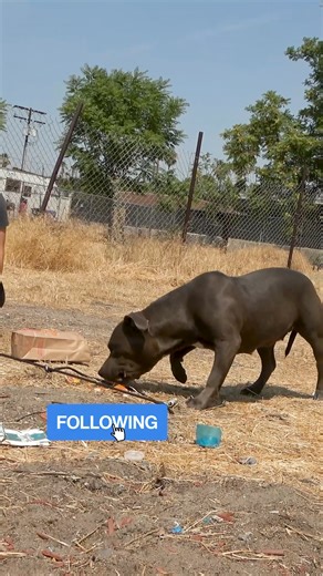 457K views · 30K reactions | Gaining trust with some of these dogs takes time, but thanks to your support, we're getting them off the streets and into loving forever homes. ❣️ | Hope For Paws | Facebook