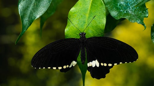 Black butterfly resting on green leaf