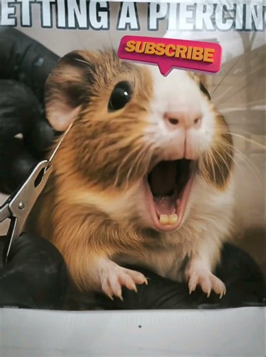 guinea pig gets a piercing