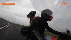 Puppy takes the ride of his life on the back of a motorcycle