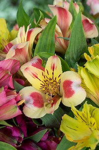 How to grow and pick alstroemerias for endless flowers
