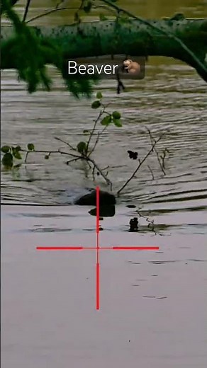 Savage A17 vs Beaver #alaska #hunting #trapping