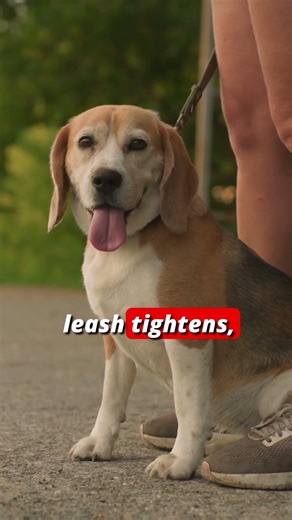 Your Dog Pulls Because of This #dogtraining #shorts