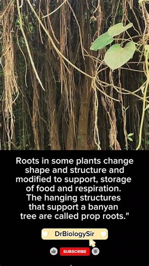 Roots modified for support in banyan tree are called prop root #biology #prop #botany #root #plant