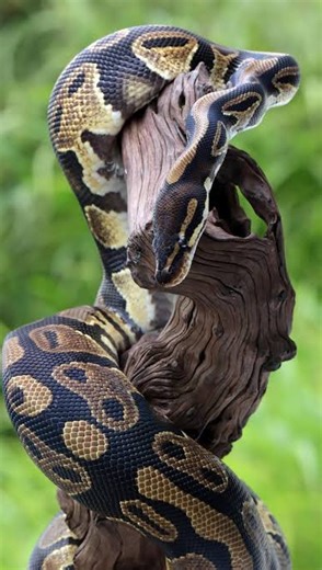 JiDhuu on Instagram: "Indian Python (Python molurus) — one of India’s largest non-venomous snakes, often called the rock python. Found in forests, grasslands, wetlands, and riverbanks across the country, this powerful constrictor controls prey not with venom but by coiling and tightening its muscular body. Calm by nature and usually non-aggressive, the Indian python plays a vital role in maintaining ecological balance by regulating rodent and herbivore populations. Protected under Schedule I of 