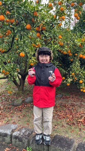 ●asalato~keito● on Instagram: "Playing an asalato in the mandarin orange grove. みかん畑でアサラト🍊"