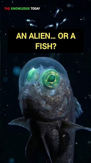 This Creature Looks Like It Escaped From Another Planet! 👽🐟