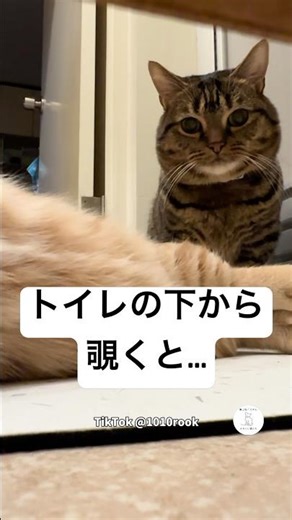 These cats waiting for the litter box are too cute #cats #cutecats #catlife #catlife