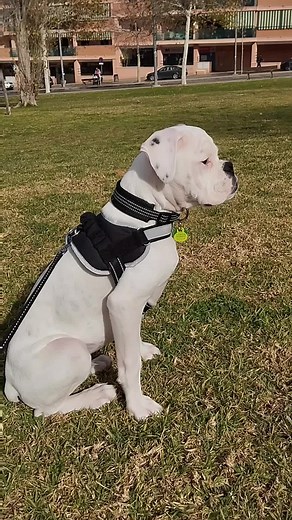 Todo sobre los perros bóxer blancos: características y cuidados