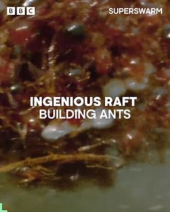 Incredible swarm intelligence 🤯 🧠 🐜 These ants have mistakenly built their nest in a drainage ditch, so it’s a race against time to move to higher ground. | BBC Earth