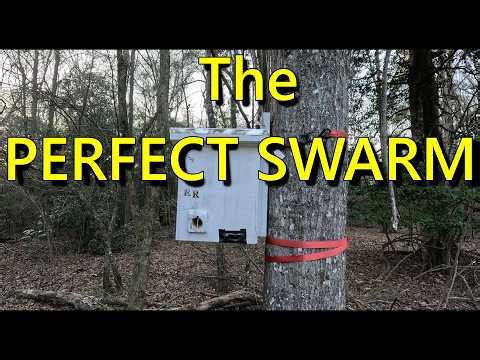 "Catching Swarms: The Ultimate Guide to Building and Setting Honeybee Swarm Traps"