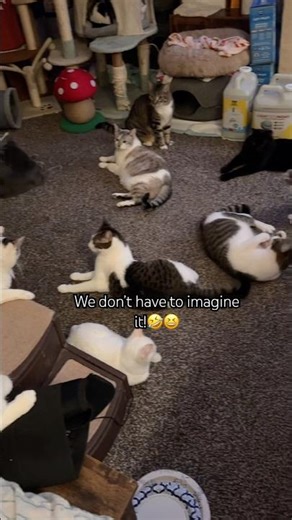 What’s a Cat Clowder? |WujiKitty #catshorts #catfacts #catlife