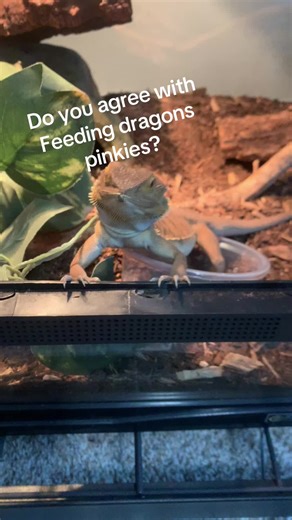 Don’t worry, we primarily feed our dragons a mix of crickets, dubia roaches, super worms, meal worms, and of course the fruits and vegetables. But about once a month we give our dragons a extra treat usually either between a hornworm or a pinkie mouse. This can be beneficial to allow a supplement of proteins and fats to allow for a balance diet incase their diet is usually too lean, and it gives them a new food of choice to enjoy. Do you agree with feeding your dragon pinkies?!?!? #reptile #fyp 