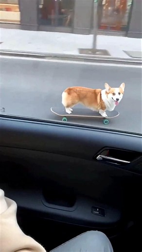 Corgi Dogs Are More Talented Than Humans? 🐶🛹 The Truth Will Shock You! #shorts #dog