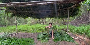 After two years of silence, Primitive Technology returns to build a new thatched workshop
