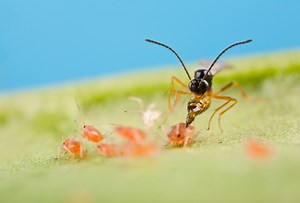 Aphipar | Control de pulgones | Avispas parásitas (Aphidius colemani)