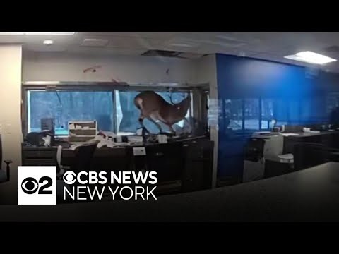 Deer crashes through window at Long Island bank
