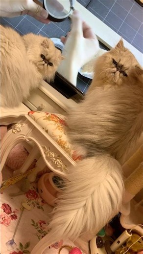 [#Kingdom of Persia] Seriously...?! Time for Pythagora Switch, nyan☆Roko & Hina♬ #PersianCatRoko ...