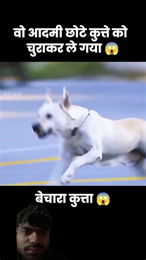 #video #movie #funny #animals #dog #dogs #dogvideo #cartoon #saveanimals #anime #viralshort