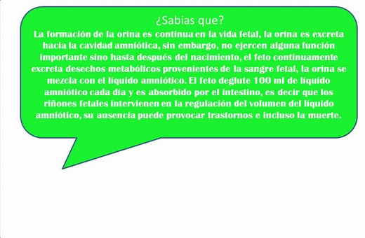 Embriologia del sistema renal