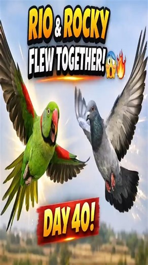 “Alexandrine Parrot & Pigeon Flying Together 😳 | Day 40 Free Flight Training | Rio & Rocky”