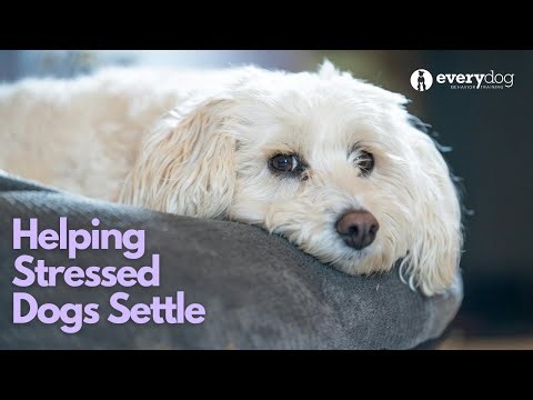 Helping Stressed Dogs Settle
