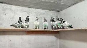 3.6K views · 76 reactions | Pigeon Sports Magazine on Reels | Facebook