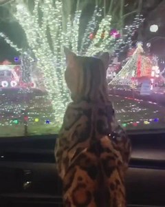 enjoy the show | Cats Doing Things