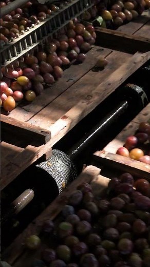 Prunes are dried plums...or haven't you heard?