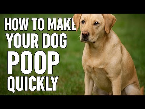 15 Ways to Help Your Dog Poop Quickly – Effective Home Remedies for Dog Constipation