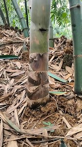 87K views · 320 reactions | Super besar bambu bnyak #bambu #bambukuning #bambumuda #rebung #bamboshoot #bamboocutting #asmr #satisfying #relaxing #cutting #skills #fyp | Studio All | Facebook