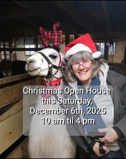 Christmas Open House. Meet the alpacas in the barn, take as many pictures as you like and find that one-of-a-kind Christmas gift in our farmstore. #alpaca #openhouse #strathroy #londonont | S.A.M.Y.'s Alpaca Farm and Fibre Studio | Facebook